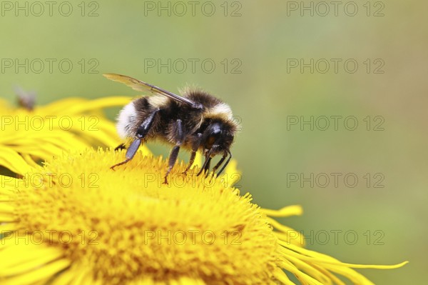 Garden bumblebee (Bombus hortorum), garden bumblebee, collecting nectar on a yellow flower of a