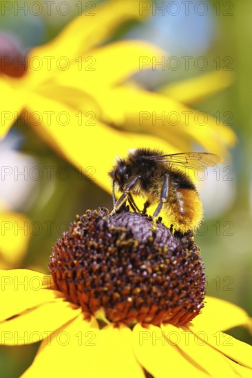 Stone bumblebee (Bombus lapidarius) collecting nectar from a flower of the yellow coneflower