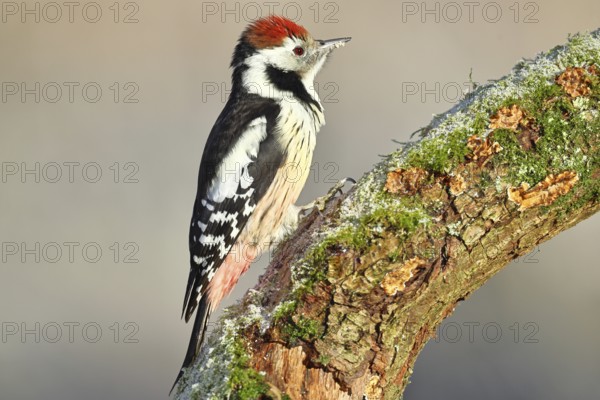 Middle spotted woodpecker (Dendrocopos medius) foraging on a tree stump overgrown with moss and
