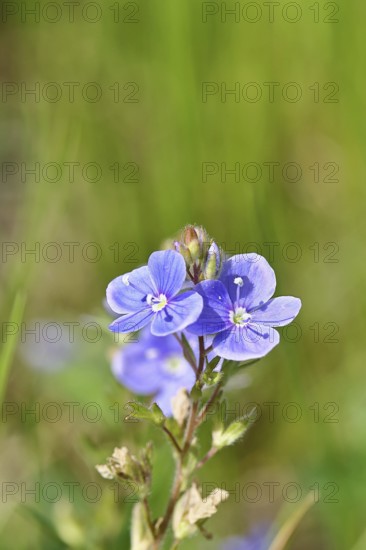 Gamander speedwell (Veronica chamaedrys), men's fritillary, flowers in a deciduous forest, blue
