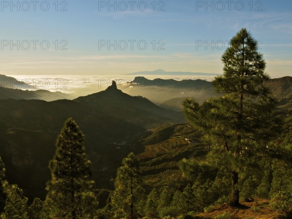 Panoramic view with pine trees on mountains under a glowing sunset, Roque Nublo, Gran Canaria,
