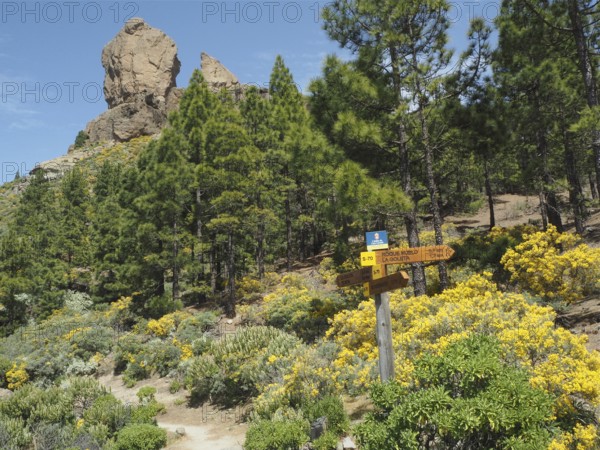 Hiking trail with signs near Roque Nublo, surrounded by pine trees, Gran Canaria, Canary Islands,