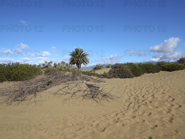 Sand dunes with isolated palm trees and clear skies, desert atmosphere, dunes of Maspalomas, Gran