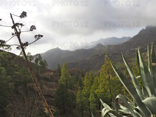 View of hilly landscape with green trees under cloudy sky, Gran Canaria, Canary Islands, Canary