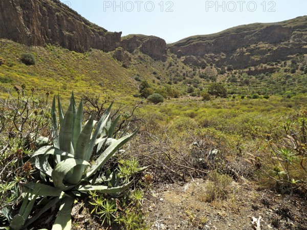 Arid landscape with agaves in the foreground and green valley in the background, Caldera de Bandama