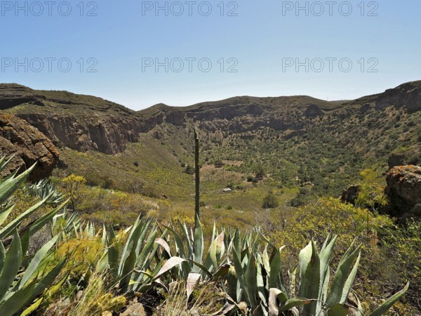 Green valley with agaves and rocks under clear sky, Caldera de Bandama volcanic crater, Gran