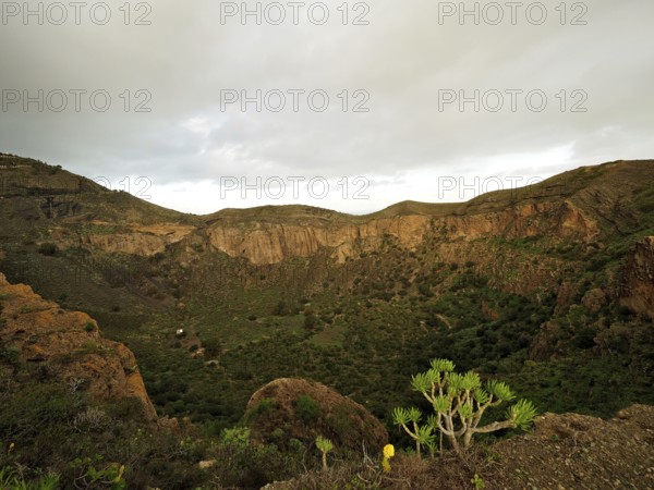 Wide gorge landscape with green vegetation under a cloudy sky, Caldera de Bandama volcanic crater,