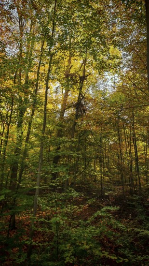 Sunlight falls in the autumn-colored forest with shadows and light effects, Hainich National Park,