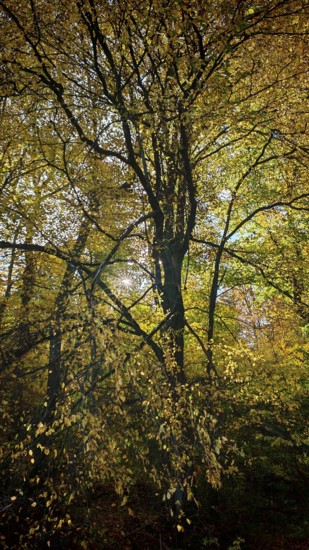 Forest with golden autumn leaves and soft lighting, Rennsteig, Hainich National Park, Thuringian