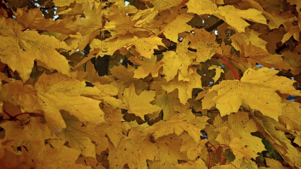 Close-up of bright yellow maple leaves (acer) in autumn, Rennsteig, Franconian Forest nature park