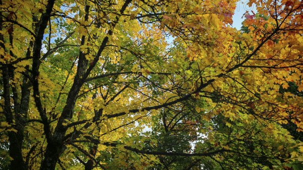 Autumn treetops with colorful leaves, including blue skies visible, Rennsteig, Frankenwald nature