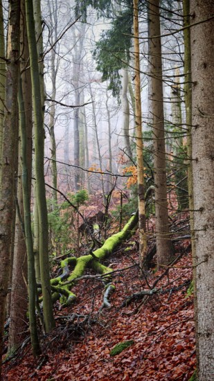 Colourful forest with moss-covered trees and falling autumn leaves, Rennsteig, Thuringian Forest