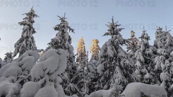 Snow-covered spruce (picea) forest in winter with trees illuminated by the sun, Rennsteig,