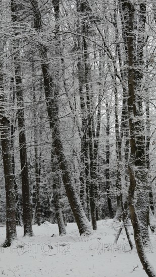 Snowy forest landscape with tall, white trees, quiet and fresh winter atmosphere, Franconian Forest