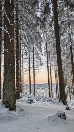 Tall spruce (picea) trees in a snowy forest, sunset in the background, quiet atmosphere, Rennsteig,