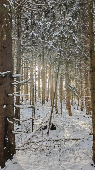 Snow-covered forest with sunlight rays between the spruce (picea) trees, Rennsteig, Thuringian