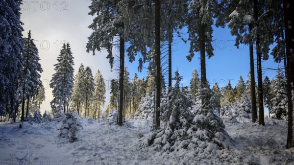 Snow-covered forest with tall spruces (picea) in front of a blue sky, Rennsteig, Thuringian Forest