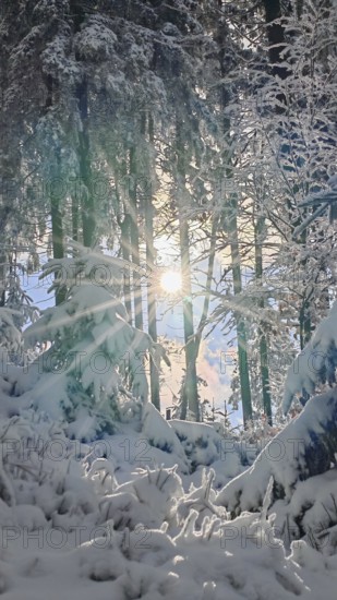 Winter forest with snow cover and sunlight between trees, Rennsteig, Thuringian Forest nature park