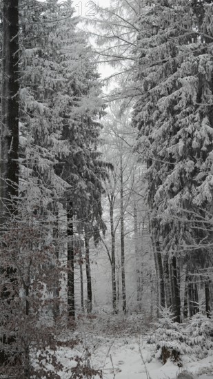 Snowy forest trail surrounded by tall, snow-covered trees, quiet atmosphere, Fichtelgebirge