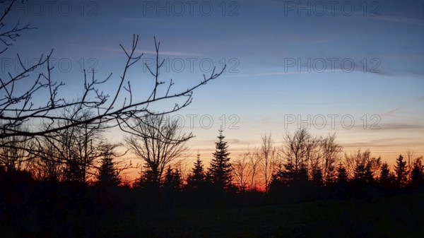 Sunset over a tree line, spruces (picea) with a bright blue and orange sky, Franconian Forest
