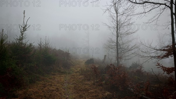 Fog-covered forest trail with bare trees in late autumn, Rennsteig, Thuringian Forest nature park