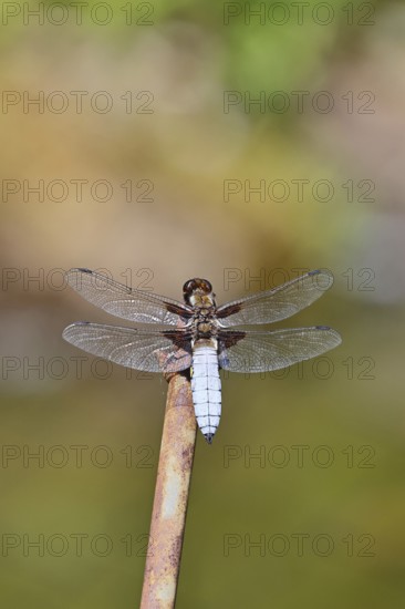 Flat-bellied dragonfly (Libellula depressa), family of damselflies (Libellulidae), male sitting on