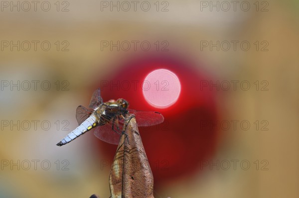 Flat-bellied dragonfly (Libellula depressa), male sitting on a fence top in the garden, sunset,