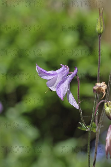 Columbine (Aquilegia vulgaris), pink flower at the edge of a forest, in spring, Wilnsdorf, North