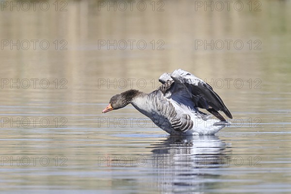 Greylag goose (Anser anser), flapping its wings on a pond, Wagbachniederung nature reserve,