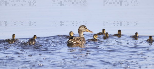 Mallard (Anas platyrhynchos), female with young, swimming hastily away, Wagbachniederung nature