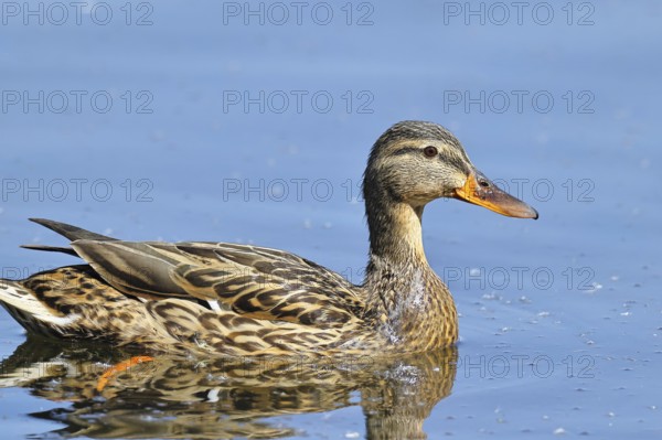 Mallard (Anas platyrhynchos), female, swimming on a pond, Wagbachniederung nature reserve,