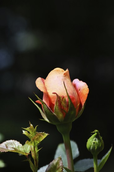 Rose blossom (Rosa sp.), salmon-coloured blossom with black background, in a garden, Wilnsdorf,