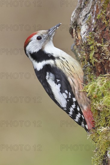 Middle spotted woodpecker (Dendrocopos medius) foraging on dead wood of an oak (Quercus),
