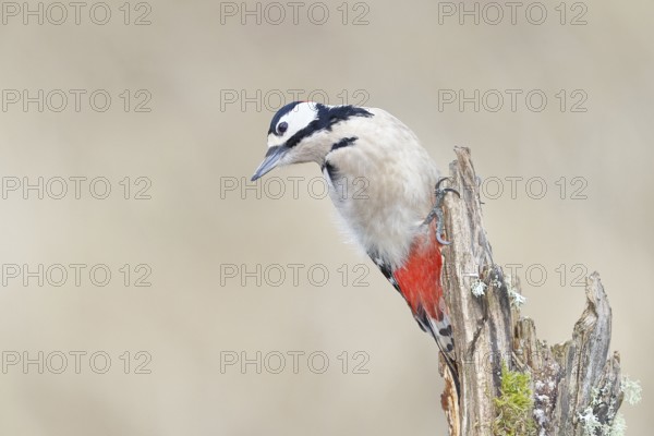 Great spotted woodpecker (Dendrocopos major), female, foraging on a tree stump overgrown with moss