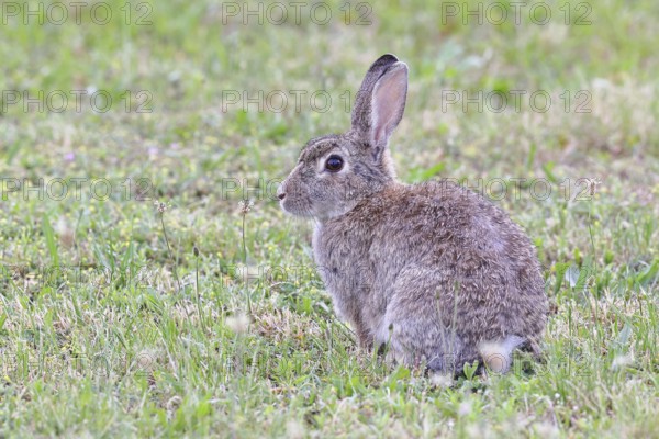 Wild rabbit (Oryctolagus cuniculus), sitting in a meadow, adult, alert, wildlife, animals, rodent,