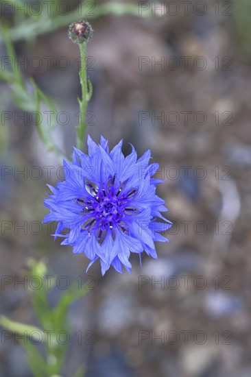 Cornflower (Centaurea cyanus), blue flower at the edge of a field, Wilnsdorf, North