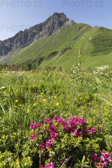 Alpine rose blossom, panorama from the Fellhorn, behind it the pulpit wall, 2, 058 m, a border