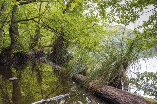 Lake Hertha, fallen tree trunk and grass, Jasmund National Park, Sassnitz, Rügen island, Baltic