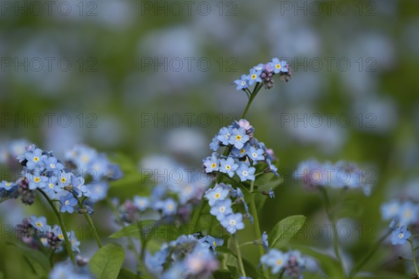 Forget-me-not (Myosotis sylvatia) blue flowers in a garden border in spring, England, United