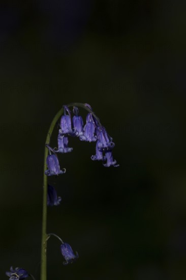 Common english bluebell (Hyacinthoides non-scripta) single blue wildflower flower in spring,