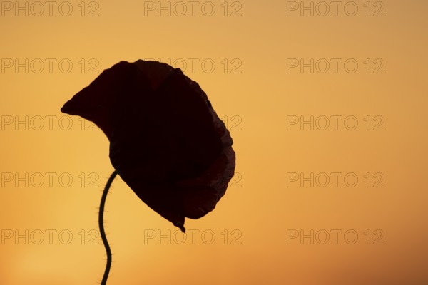 Common field poppy (Papaver rhoeas) silhouette of a single wildflower flower in summer at sunset,