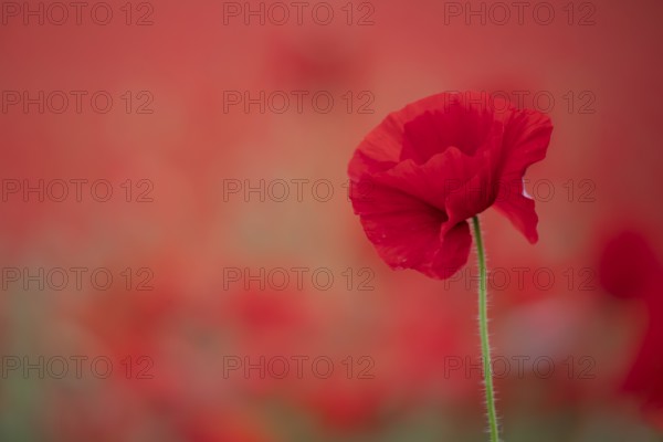 Common field poppy (Papaver rhoeas) single red wildflower flower in a field of poppies in summer,
