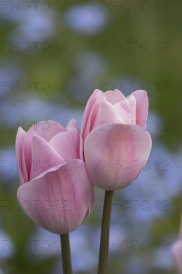 Tulip (Tulipa spp) two pink garden flowers in spring, England, United Kingdom