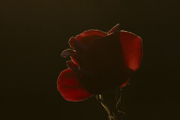 English rose single red garden flower backlit in summer, England, United Kingdom