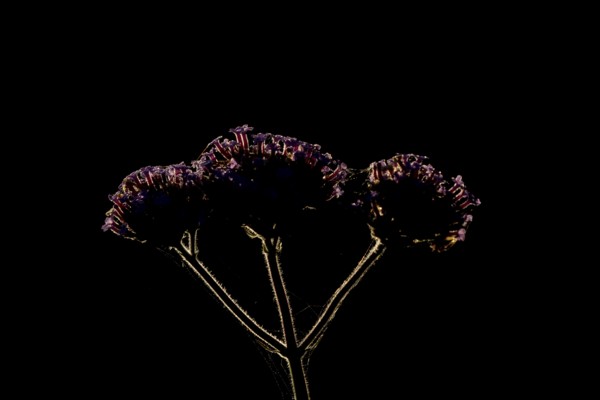 Verbena bonariensis three garden flowers backlit in summer, England, United Kingdom