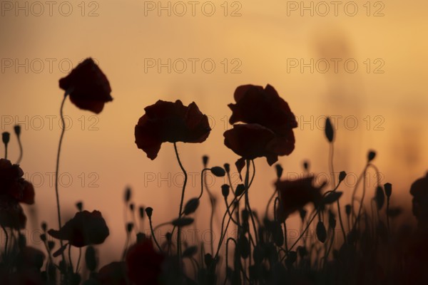 Common field poppy (Papaver rhoeas) silhouette of a wildflower field of red poppies in summer at