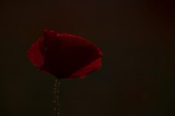 Common field poppy (Papaver rhoeas) single wildflower red flower backlit in summer, England, United
