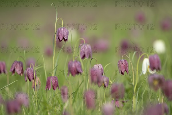 Snake's head fritillary (Fritillaria meleagris) wildflower meadow of flowers in spring, England,