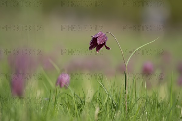 Snake's head fritillary (Fritillaria meleagris) single wildflower in a meadow of flowers in spring,