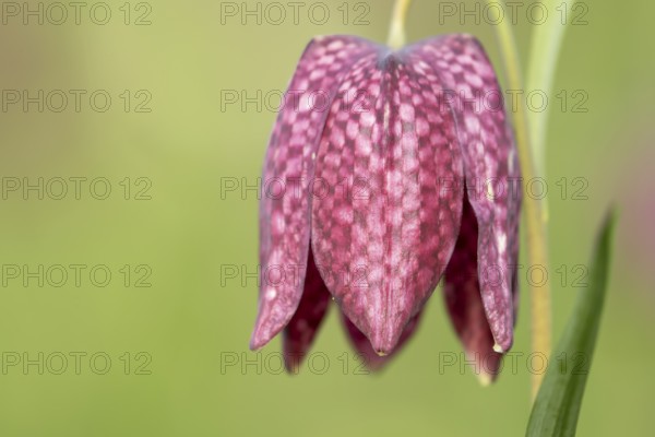 Snake's head fritillary (Fritillaria meleagris) single wildflower flower in spring, England, United